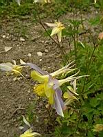 Sierra columbine, Aquilegia pubescens (prise a Cormatin)(1)